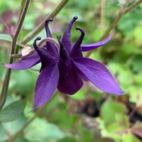 Aquilegia atrata 
